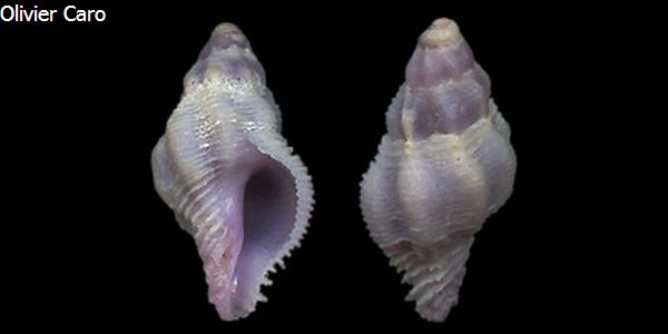 no photo for this shell